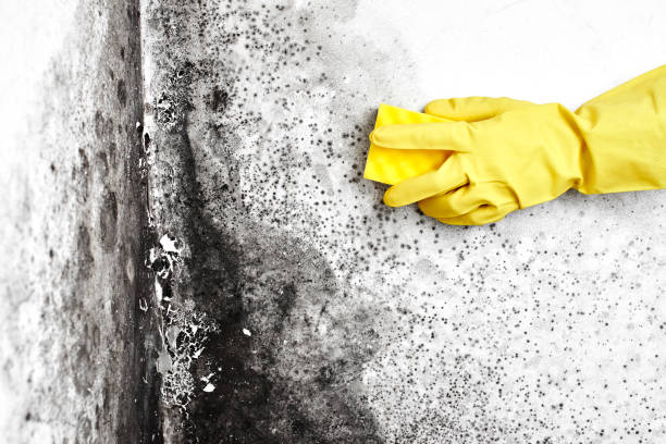 Best DIY Mold Remediation Support Services in Bridgeport, OH