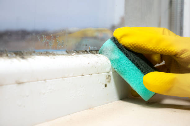 Best Insurance-Related Mold Remediation in Bridgeport, OH