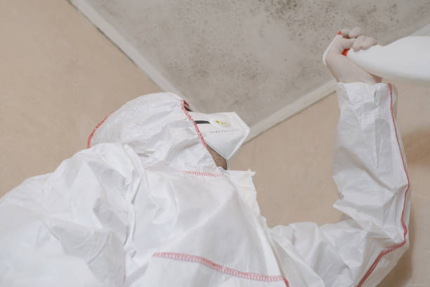 Best Health and Safety Mold Remediation in Bridgeport, OH