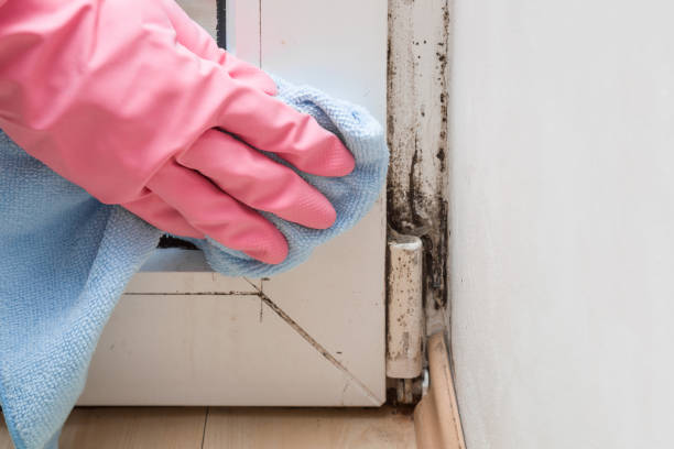 Best Residential Mold Remediation in Bridgeport, OH
